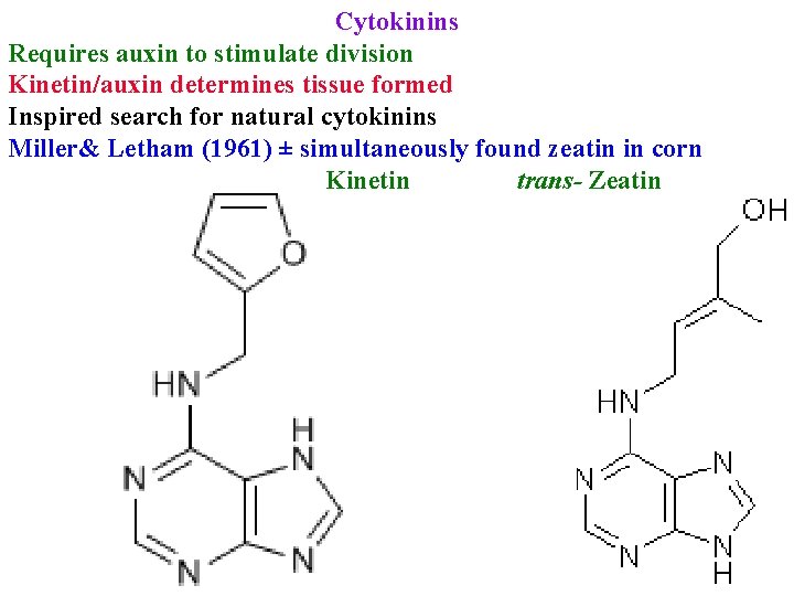 Cytokinins Requires auxin to stimulate division Kinetin/auxin determines tissue formed Inspired search for natural