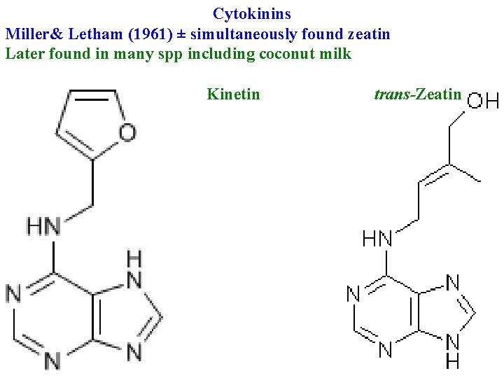 Cytokinins Miller& Letham (1961) ± simultaneously found zeatin Later found in many spp including