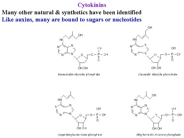 Cytokinins Many other natural & synthetics have been identified Like auxins, many are bound