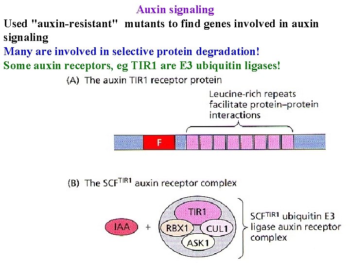 Auxin signaling Used "auxin-resistant" mutants to find genes involved in auxin signaling Many are