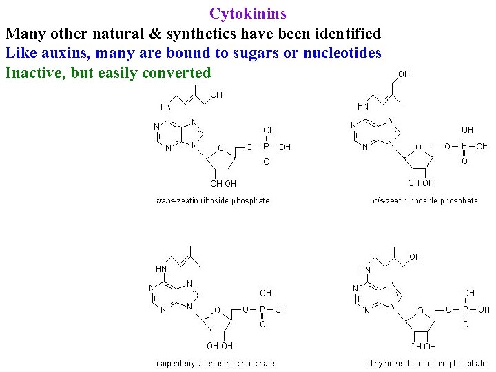 Cytokinins Many other natural & synthetics have been identified Like auxins, many are bound