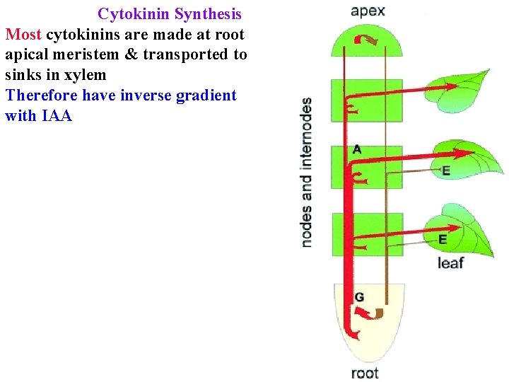 Cytokinin Synthesis Most cytokinins are made at root apical meristem & transported to sinks