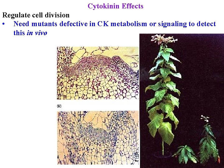 Cytokinin Effects Regulate cell division • Need mutants defective in CK metabolism or signaling