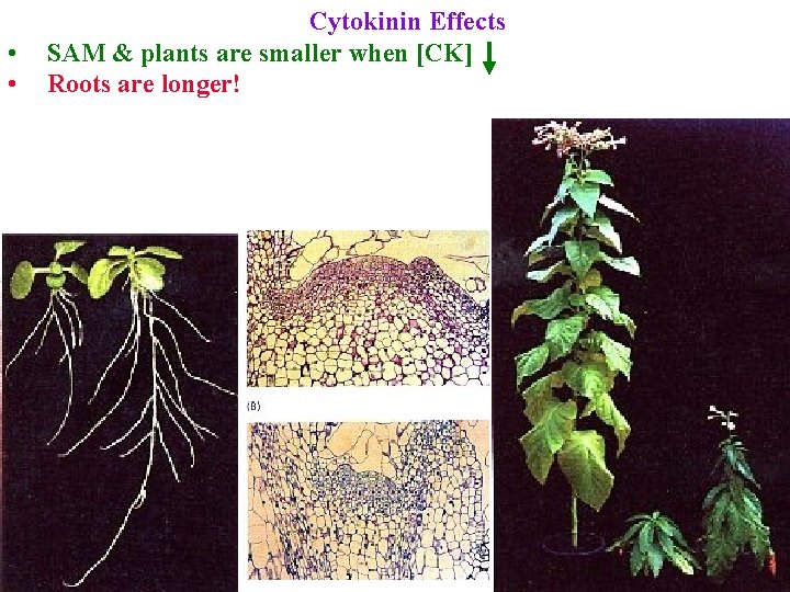  • • Cytokinin Effects SAM & plants are smaller when [CK] Roots are