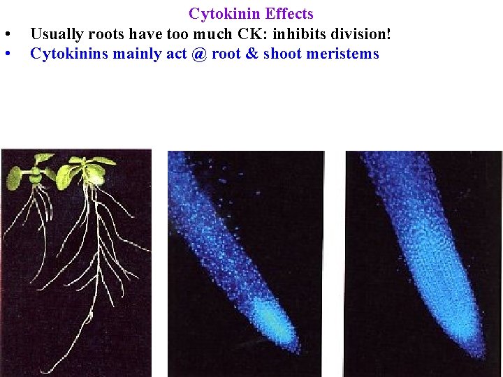  • • Cytokinin Effects Usually roots have too much CK: inhibits division! Cytokinins
