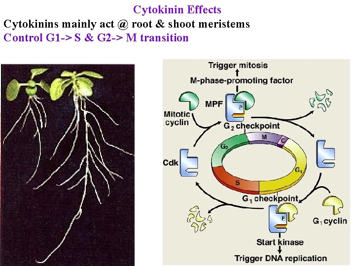 Cytokinin Effects Cytokinins mainly act @ root & shoot meristems Control G 1 ->