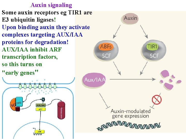 Auxin signaling Some auxin receptors eg TIR 1 are E 3 ubiquitin ligases! Upon