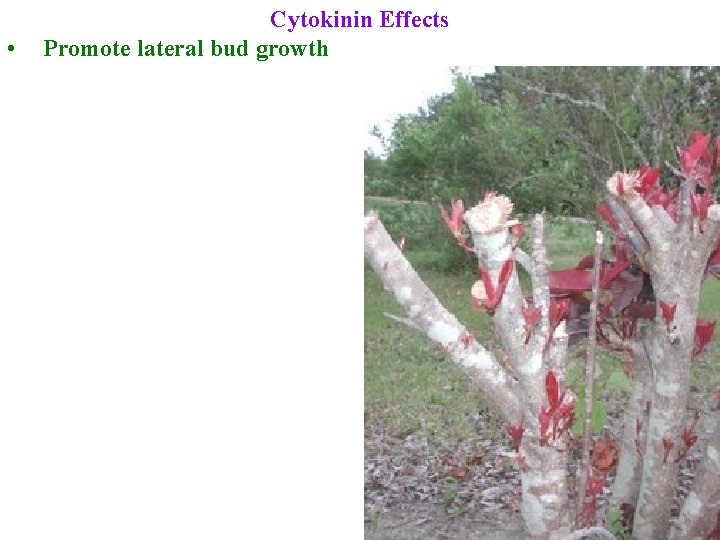  • Cytokinin Effects Promote lateral bud growth 