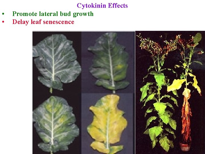  • • Cytokinin Effects Promote lateral bud growth Delay leaf senescence 
