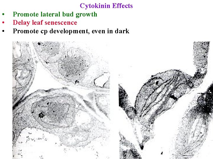  • • • Cytokinin Effects Promote lateral bud growth Delay leaf senescence Promote