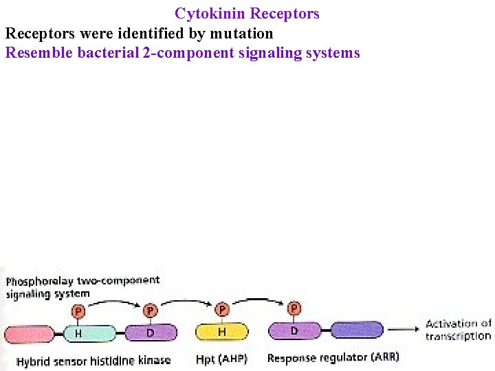 Cytokinin Receptors were identified by mutation Resemble bacterial 2 -component signaling systems 