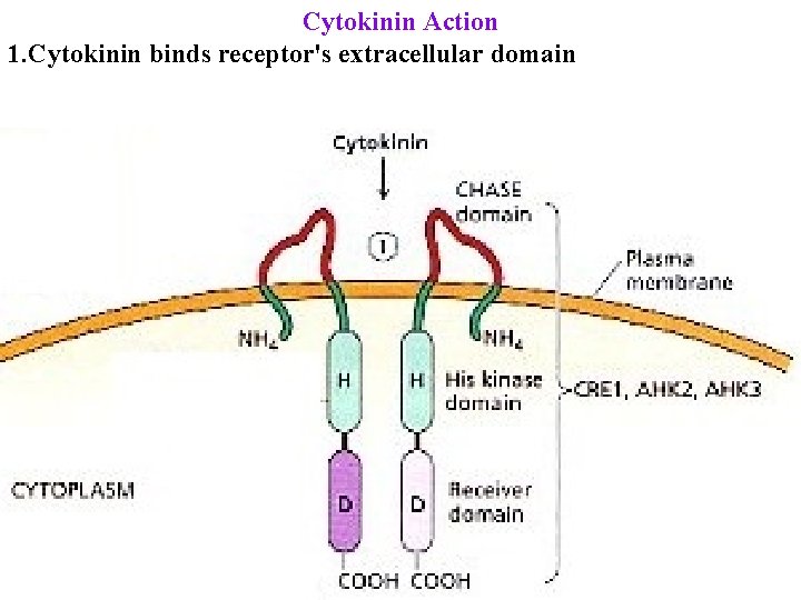 Cytokinin Action 1. Cytokinin binds receptor's extracellular domain 