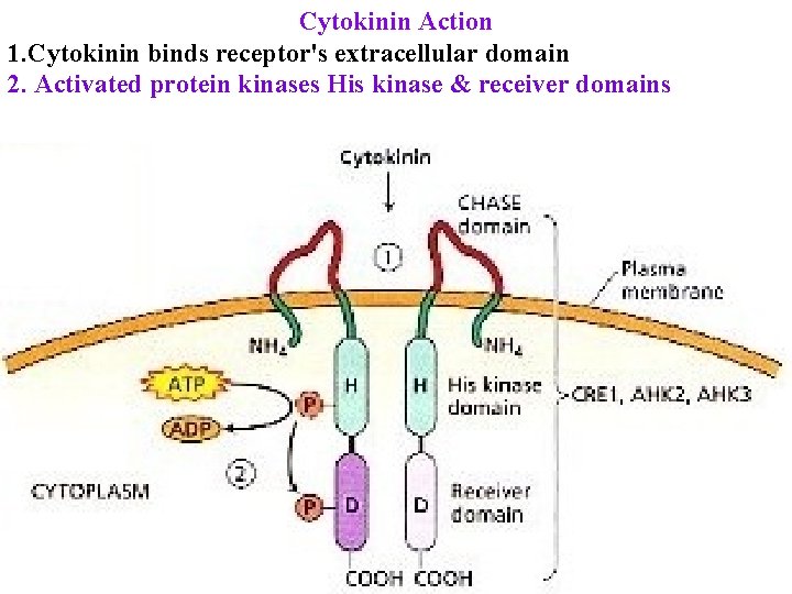 Cytokinin Action 1. Cytokinin binds receptor's extracellular domain 2. Activated protein kinases His kinase