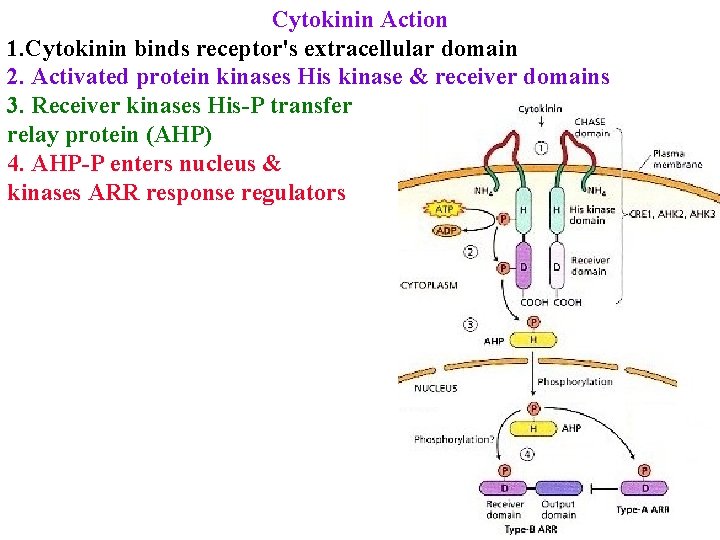 Cytokinin Action 1. Cytokinin binds receptor's extracellular domain 2. Activated protein kinases His kinase