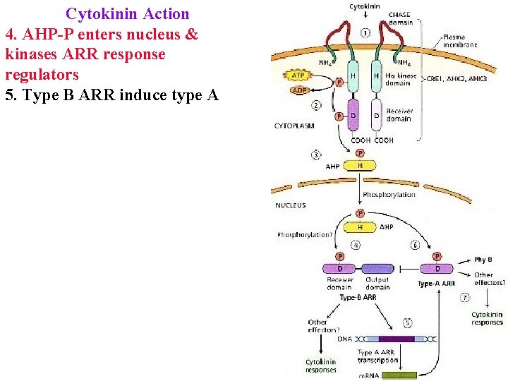 Cytokinin Action 4. AHP-P enters nucleus & kinases ARR response regulators 5. Type B