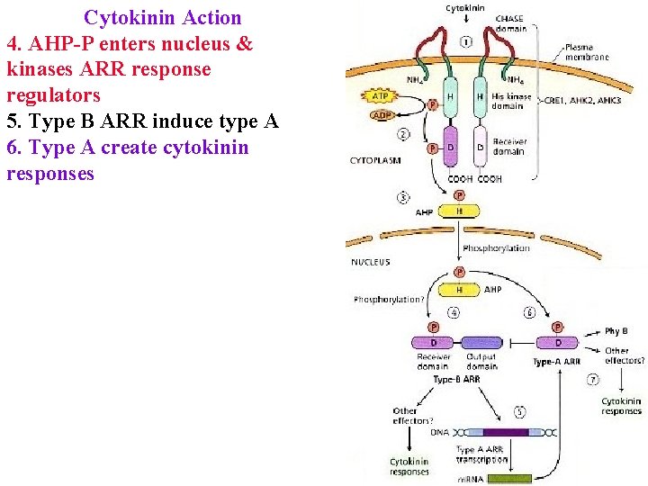 Cytokinin Action 4. AHP-P enters nucleus & kinases ARR response regulators 5. Type B