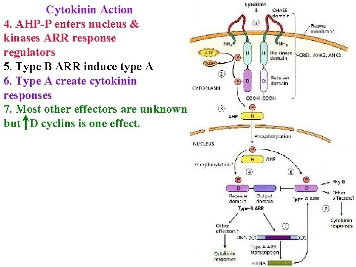 Cytokinin Action 4. AHP-P enters nucleus & kinases ARR response regulators 5. Type B