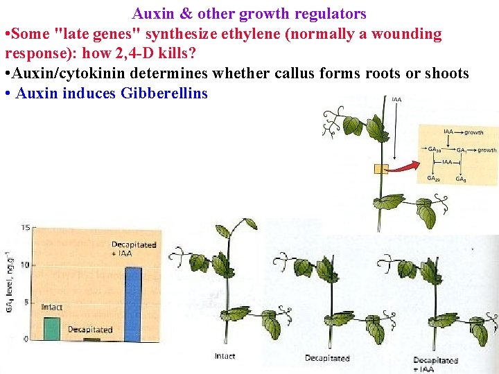 Auxin & other growth regulators • Some "late genes" synthesize ethylene (normally a wounding