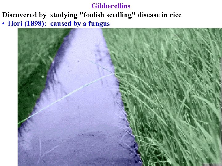 Gibberellins Discovered by studying "foolish seedling" disease in rice • Hori (1898): caused by