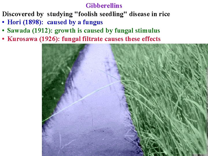 Gibberellins Discovered by studying "foolish seedling" disease in rice • Hori (1898): caused by