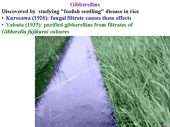 Gibberellins Discovered by studying "foolish seedling" disease in rice • Kurosawa (1926): fungal filtrate