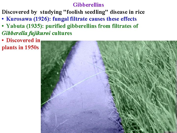 Gibberellins Discovered by studying "foolish seedling" disease in rice • Kurosawa (1926): fungal filtrate