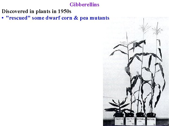 Gibberellins Discovered in plants in 1950 s • "rescued" some dwarf corn & pea