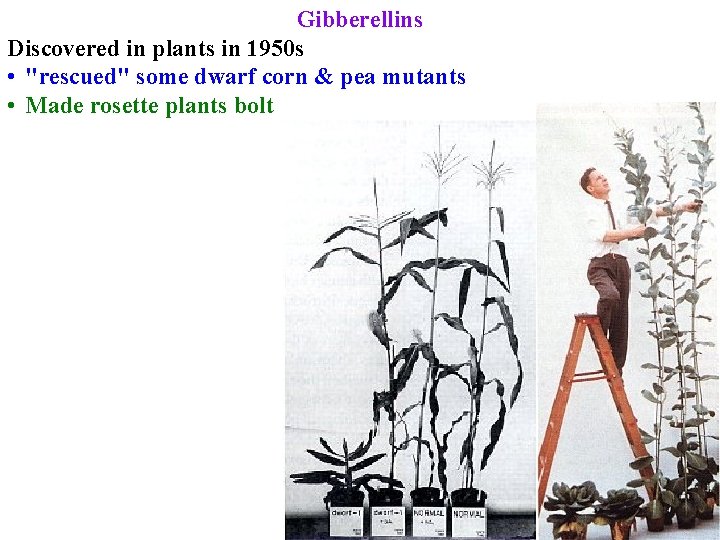 Gibberellins Discovered in plants in 1950 s • "rescued" some dwarf corn & pea
