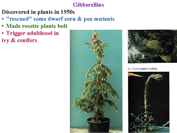 Gibberellins Discovered in plants in 1950 s • "rescued" some dwarf corn & pea