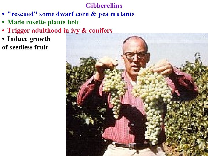 Gibberellins • "rescued" some dwarf corn & pea mutants • Made rosette plants bolt