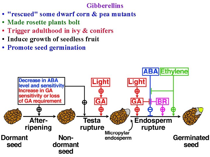  • • • Gibberellins "rescued" some dwarf corn & pea mutants Made rosette