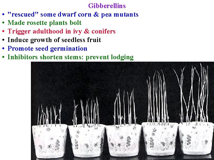  • • • Gibberellins "rescued" some dwarf corn & pea mutants Made rosette