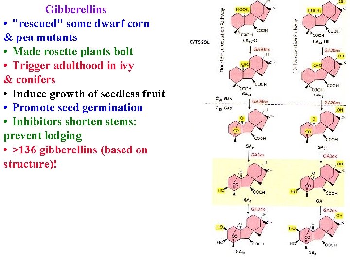 Gibberellins • "rescued" some dwarf corn & pea mutants • Made rosette plants bolt