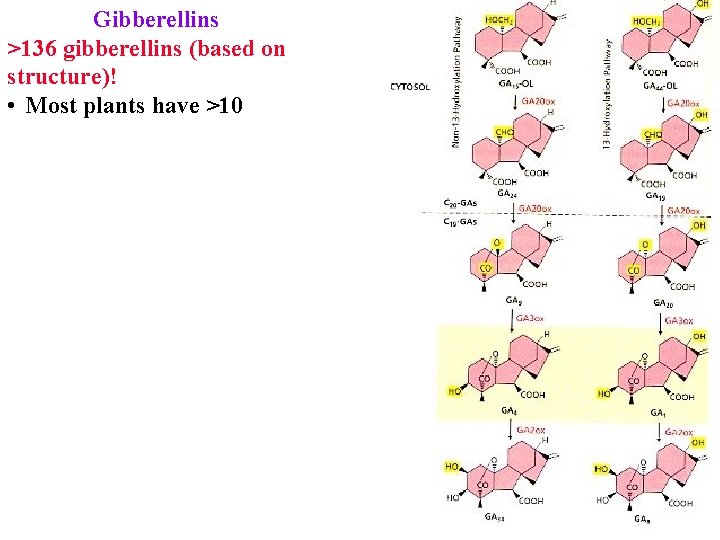 Gibberellins >136 gibberellins (based on structure)! • Most plants have >10 