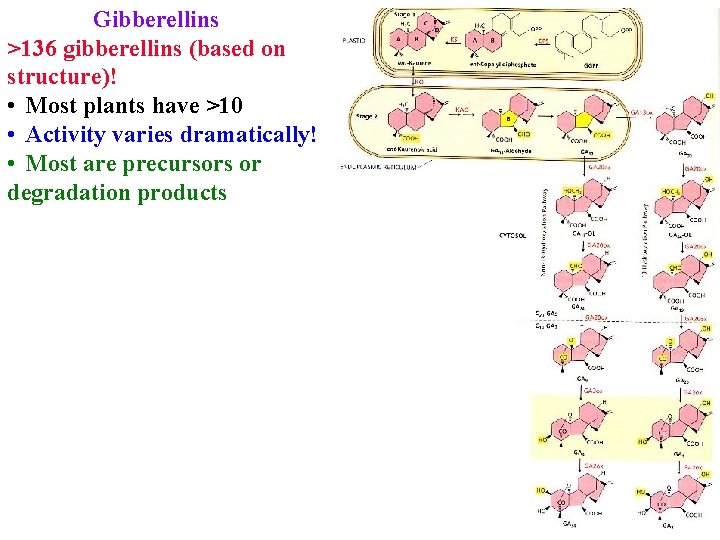 Gibberellins >136 gibberellins (based on structure)! • Most plants have >10 • Activity varies