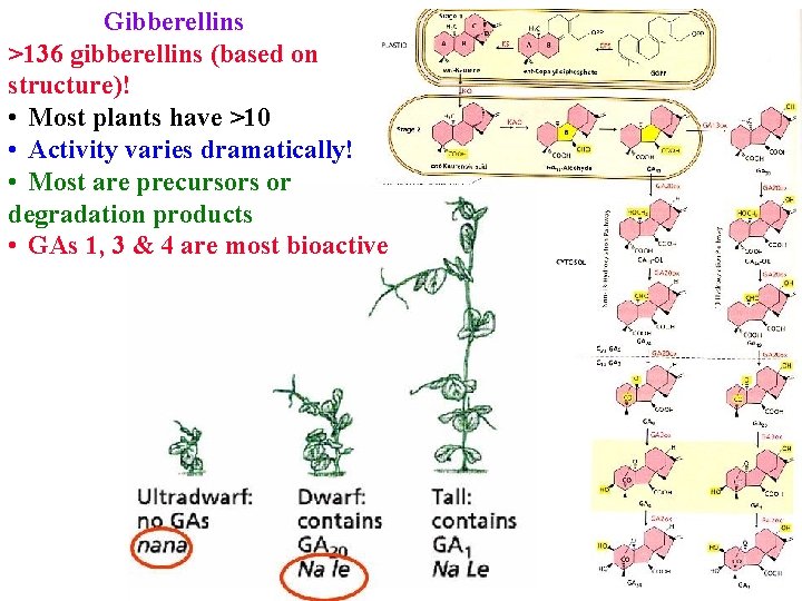 Gibberellins >136 gibberellins (based on structure)! • Most plants have >10 • Activity varies