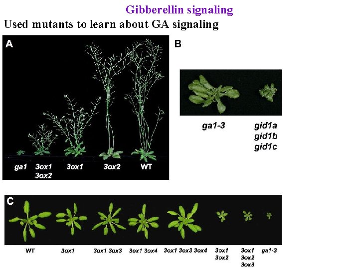 Gibberellin signaling Used mutants to learn about GA signaling 