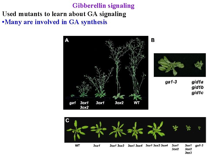 Gibberellin signaling Used mutants to learn about GA signaling • Many are involved in