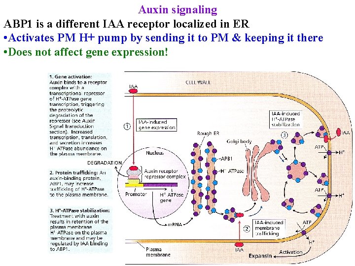 Auxin signaling ABP 1 is a different IAA receptor localized in ER • Activates