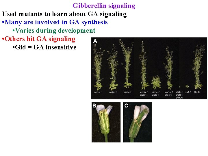 Gibberellin signaling Used mutants to learn about GA signaling • Many are involved in