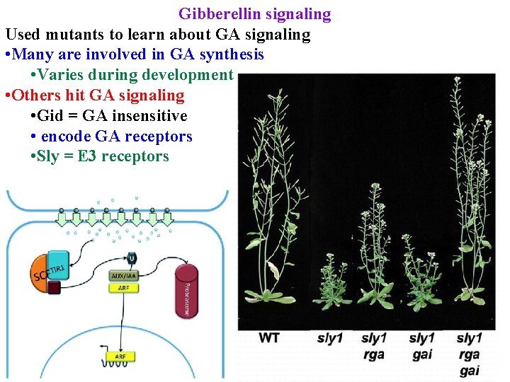 Gibberellin signaling Used mutants to learn about GA signaling • Many are involved in