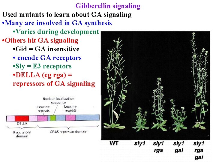 Gibberellin signaling Used mutants to learn about GA signaling • Many are involved in