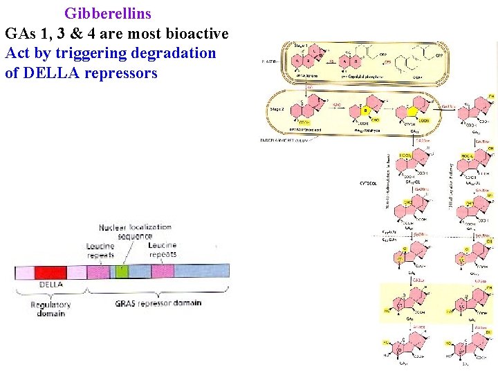 Gibberellins GAs 1, 3 & 4 are most bioactive Act by triggering degradation of