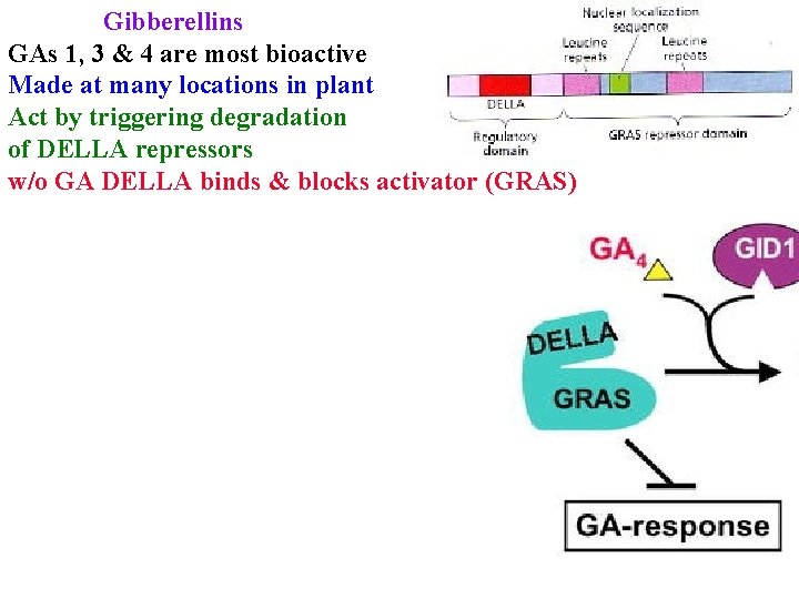 Gibberellins GAs 1, 3 & 4 are most bioactive Made at many locations in