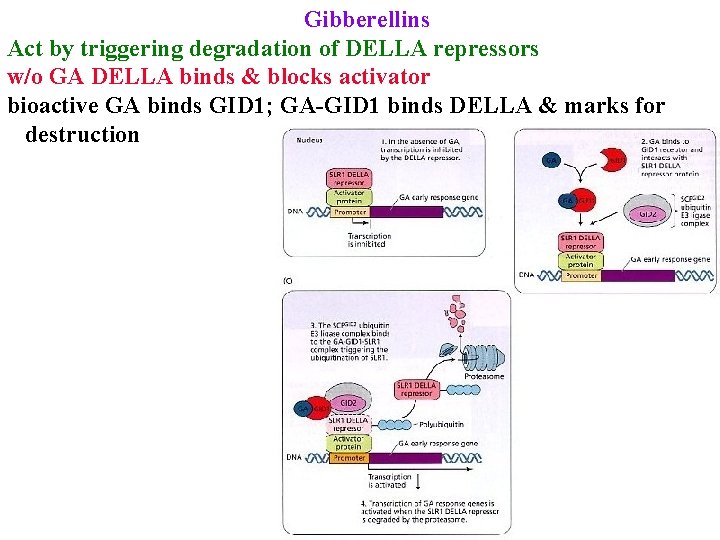 Gibberellins Act by triggering degradation of DELLA repressors w/o GA DELLA binds & blocks