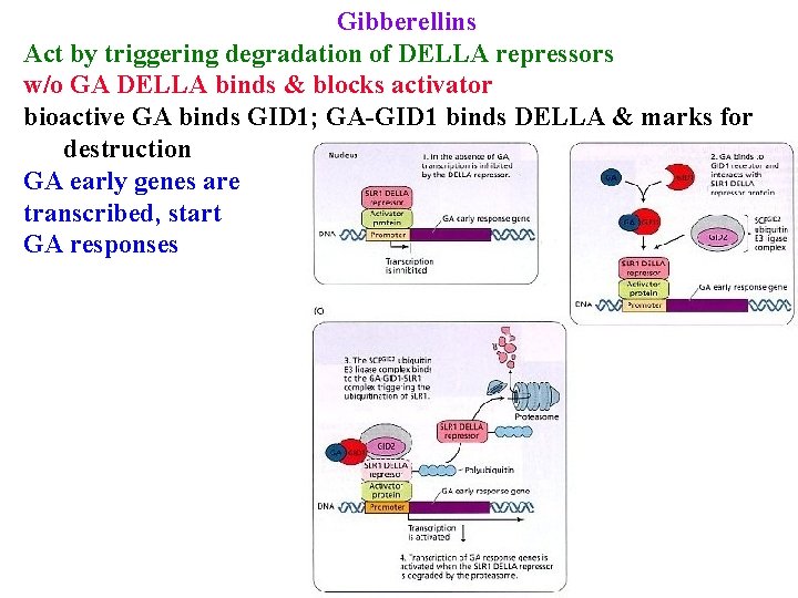 Gibberellins Act by triggering degradation of DELLA repressors w/o GA DELLA binds & blocks