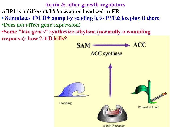 Auxin & other growth regulators ABP 1 is a different IAA receptor localized in