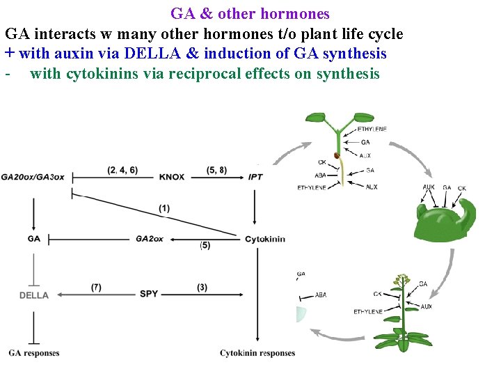 GA & other hormones GA interacts w many other hormones t/o plant life cycle