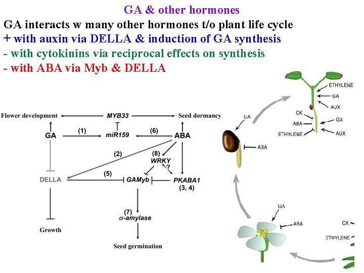 GA & other hormones GA interacts w many other hormones t/o plant life cycle