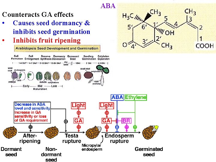 ABA Counteracts GA effects • Causes seed dormancy & inhibits seed germination • Inhibits